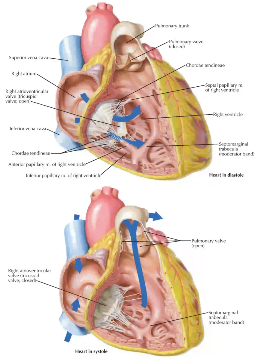 تشخیص و درمان بیماریهای دریچهای قلب نمایی ار دریچه دریچه پولمونری (Pulmonary Valve)