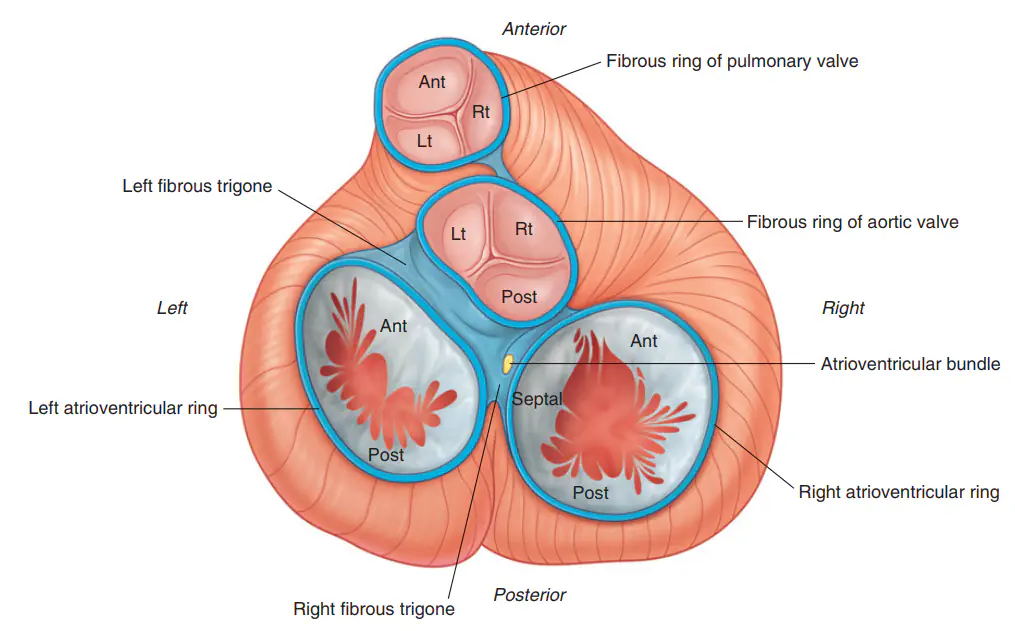 تشخیص و درمان بیماریهای دریچهای قلب نمایی ار دریچه دریچه پولمونری (Pulmonary Valve)