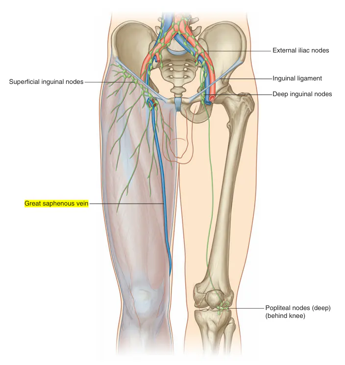 آنژیوگرافی خدمات انژیوگرافی | ورید اصلی سیستم تحتاتی (Great Saphenous Vein)