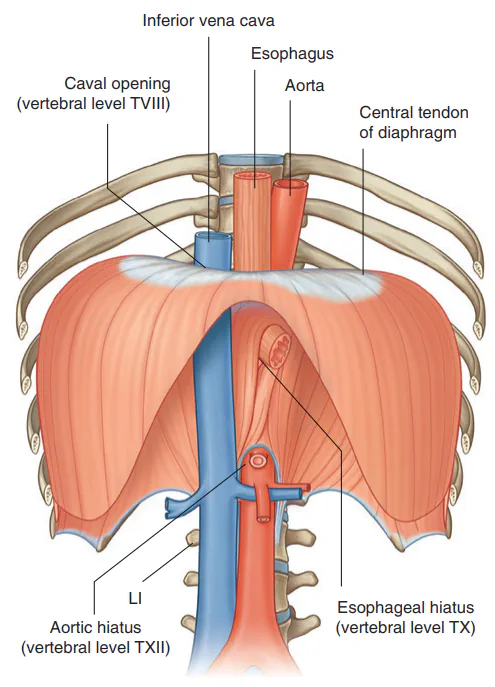 آنژیوگرافی خدمات آنژیوگرافی | رگ بازگشتی اصلی (رنگ آبی) یا Inferior vena cava