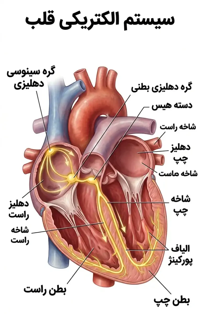آریتمی قلبی چیست؟ تعریف، علل، علائم و روشهای درمان تصویر سیستم الکتریکال قلب