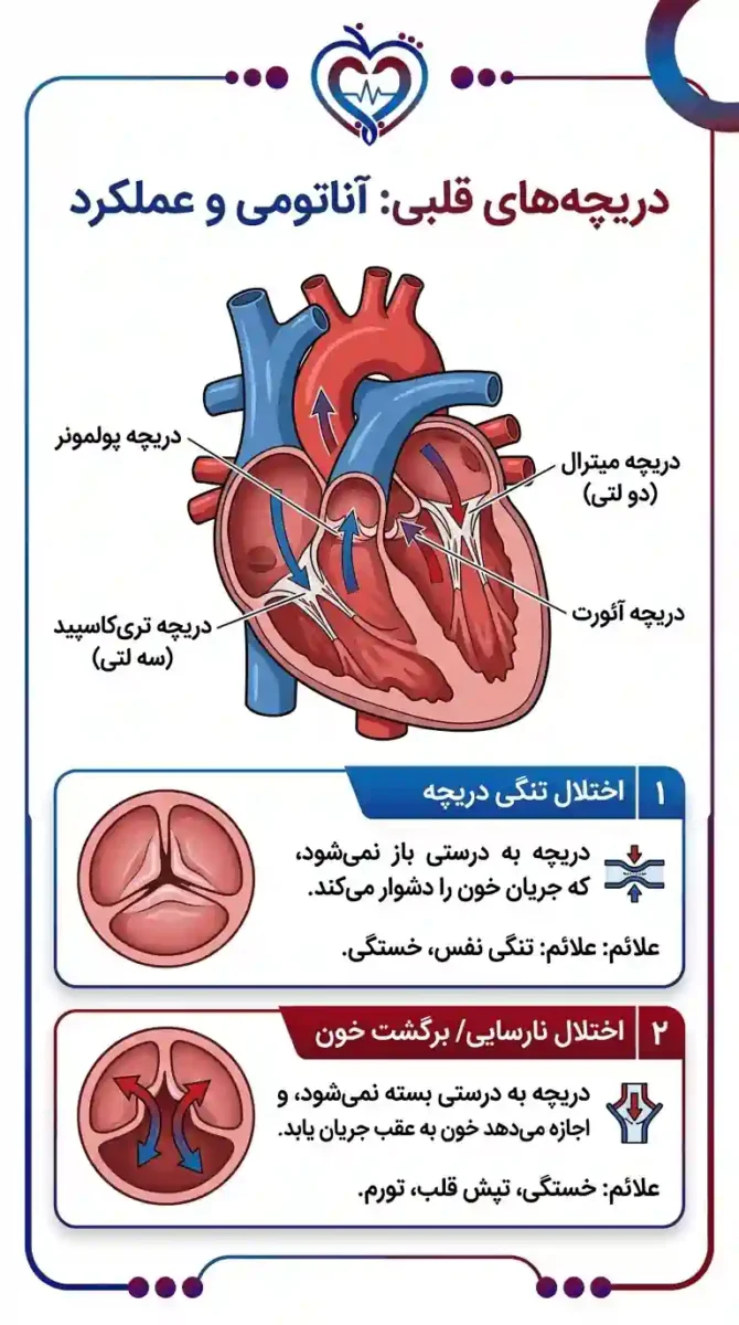 دریچههای قلب چه ارتباطی به نارسایی قلبی دارند؟ ارتباط دریچه های قلبی و نارسایی قلبی